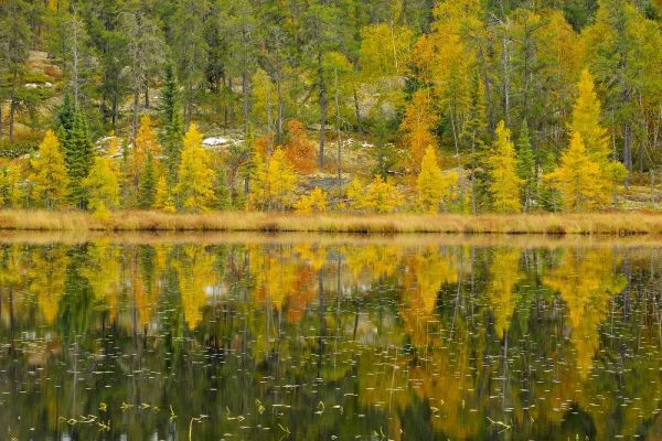Canada, Whiteshell PP Larch trees by lily pond